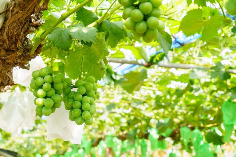 フルーツ一覧 フルーツオンザヒル